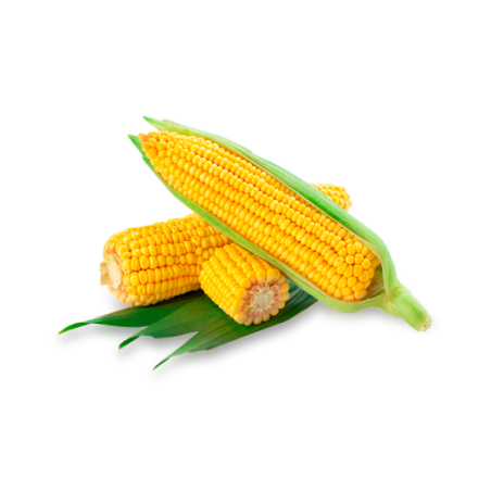 Fresh Corn